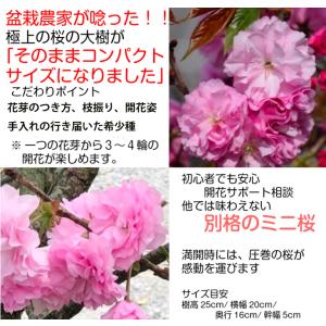 桜 盆栽 牡丹桜 八重桜 室内 初心者 ミニ盆...の詳細画像1