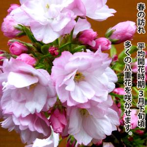 桜 盆栽 牡丹桜 八重桜 室内 初心者 ミニ盆...の詳細画像2