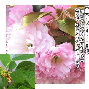 桜 盆栽 牡丹桜 八重桜 室内 初心者 ミニ盆...の詳細画像3