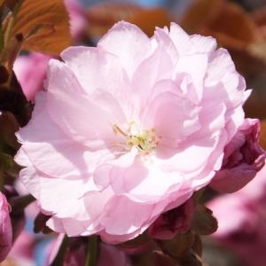 桜 盆栽 牡丹桜 八重桜 室内 初心者 ミニ盆...の詳細画像4
