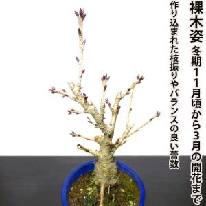 桜 盆栽 牡丹桜 八重桜 室内 初心者 ミニ盆...の詳細画像5