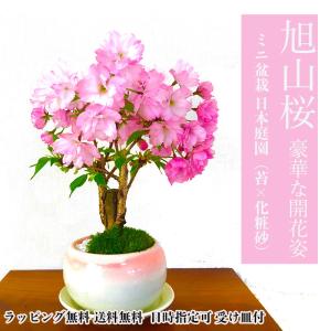 盆栽 桜 ミニ 旭山桜 八重咲 室内 初心者 お祝い 誕生日 ギフト 無料 プレゼント 30程の蕾