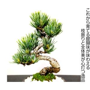 盆栽 松 樹齢8年 特選曲幹 高松五葉松 整枝...の詳細画像1