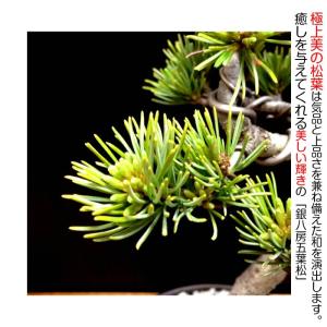 盆栽 松 樹齢8年 特選曲幹 高松五葉松 整枝...の詳細画像2
