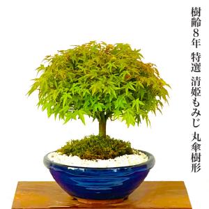 盆栽 清姫もみじ 希少 曲線美 極上丸笠樹形 日本の美 年間通じて楽しめる初心者でも安心の盆栽
