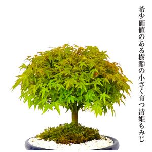 盆栽 清姫もみじ 希少 曲線美 極上丸笠樹形 ...の詳細画像1