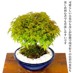 盆栽 清姫もみじ 希少 曲線美 極上丸笠樹形 ...の詳細画像2