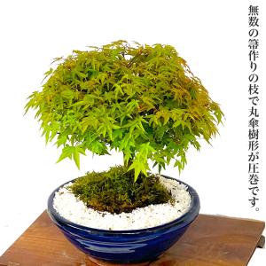 盆栽 清姫もみじ 希少 曲線美 極上丸笠樹形 ...の詳細画像3