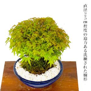 盆栽 清姫もみじ 希少 曲線美 極上丸笠樹形 ...の詳細画像4