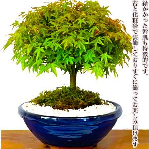 盆栽 清姫もみじ 希少 曲線美 極上丸笠樹形 ...の詳細画像5