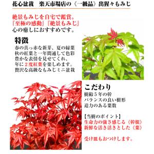 盆栽 もみじ 希少 出猩々もみじ 育て方指南書...の詳細画像2