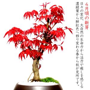 盆栽 もみじ 希少 出猩々もみじ 育て方指南書...の詳細画像3