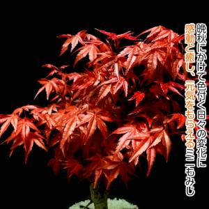 盆栽 もみじ 希少 出猩々もみじ 育て方指南書...の詳細画像4