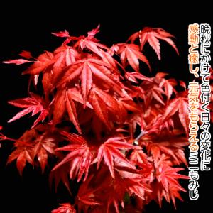 盆栽 もみじ 希少 出猩々もみじ 育て方指南書...の詳細画像5