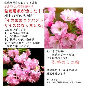 盆栽 桜 旭山桜 自宅でお花見 ミニ盆栽 八重...の詳細画像1