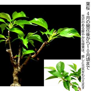 盆栽 桜 旭山桜 自宅でお花見 ミニ盆栽 八重...の詳細画像4