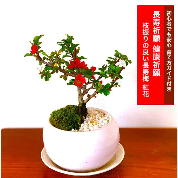 盆栽 長寿梅 ミニ盆栽 四季咲赤花 育て方指南書付 健康祈願 ミニ盆栽 室内 趣味 ミニ観葉 ギフト...