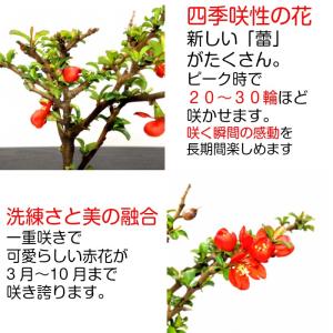 母の日 盆栽 ミニ 長寿梅 赤花 健康祈願 ミ...の詳細画像1