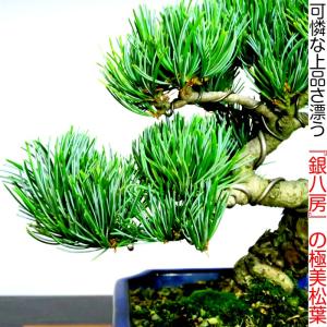 盆栽 松 樹齢15年 希少 一生もの 縁起物 ...の詳細画像1
