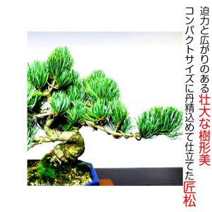 盆栽 松 樹齢15年 希少 一生もの 縁起物 ...の詳細画像2