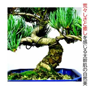 盆栽 松 樹齢15年 希少 一生もの 縁起物 ...の詳細画像3
