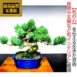 盆栽 松 樹齢15年 希少 一生もの 縁起物 ...の詳細画像4