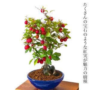 盆栽 ローヤ柿 紅光 単一実成 室内 初心者 ...の詳細画像1