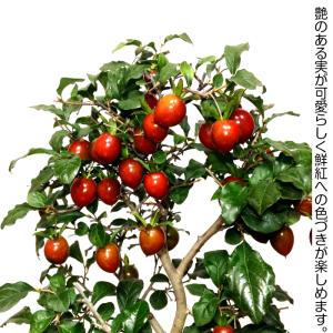 盆栽 ローヤ柿 紅光 単一実成 室内 初心者 ...の詳細画像2