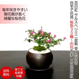 盆栽 ミニ 初心者 室内 ギフト 姫サルスベリ ...の商品画像