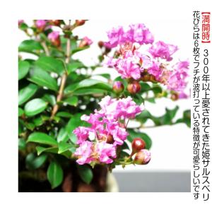 盆栽 ミニ 初心者 室内 ギフト 姫サルスベリ...の詳細画像1