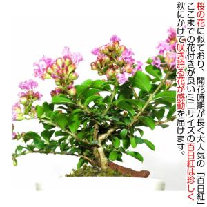 盆栽 ミニ 初心者 室内 ギフト 姫サルスベリ...の詳細画像2
