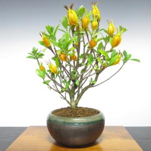 ジンチョウゲ クチナシ キンモクセイの商品一覧 通販 Yahoo ショッピング