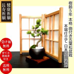 盆栽 松 樹齢7年 特選曲付き高松五葉松 室内 初心者 おしゃれ