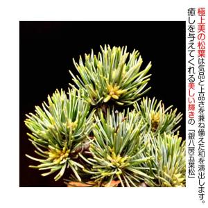 盆栽 松 五葉松 銀緑葉の癒し 樹齢5年 特選...の詳細画像2