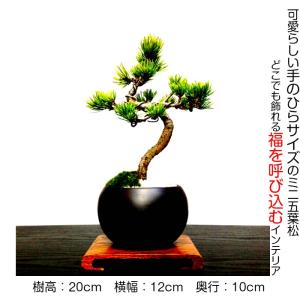 盆栽 松 五葉松 銀緑葉の癒し 樹齢5年 特選...の詳細画像5