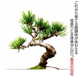 敬老の日 盆栽 松 樹齢7年 特選曲付き高松五...の詳細画像2
