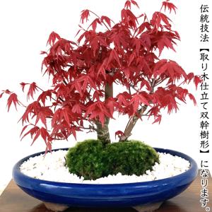 盆栽 もみじ 即日出荷可 希少 双幹樹形 出猩...の詳細画像3