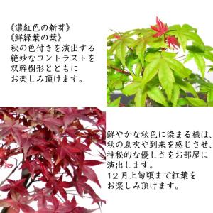 盆栽 もみじ 即日出荷可 希少 双幹樹形 出猩...の詳細画像4