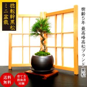 盆栽 松 黒松 樹形美 樹齢5年 捻転幹 黒松ミニ盆栽 : 和心盆栽 盆栽 松 黒松 樹形美 樹齢5年 捻転幹 黒松ミニ盆栽 : 和心盆栽