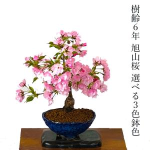 盆栽小鉢：美芸（常滑）六角鬼面足面付鉢 21.5cm*資材 : 遊恵盆栽