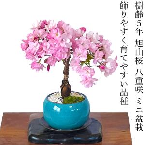 盆栽 桜 ミニ 旭山桜 八重咲 室内 初心者 お...の商品画像