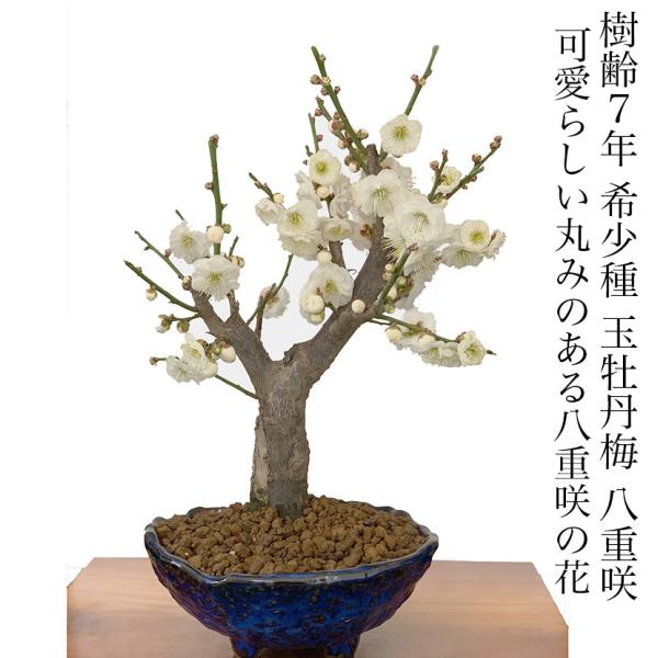 盆栽 梅 一級品 玉牡丹 1月開花 白梅 盆栽 ミニ 室内 初心者 おしゃれ 植物 ミニ観葉