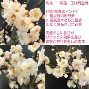 盆栽 梅 一級品 玉牡丹 1月開花 白梅 盆栽...の詳細画像4