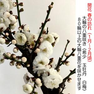 盆栽 梅 一級品 玉牡丹 1月開花 白梅 盆栽...の詳細画像5