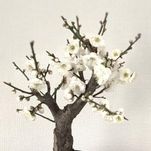 盆栽 梅 一級品 玉牡丹 1月開花 白梅 盆栽...の詳細画像1