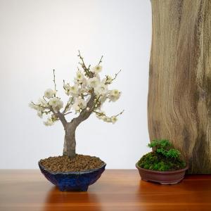盆栽 梅 一級品 玉牡丹 1月開花 白梅 盆栽...の詳細画像2