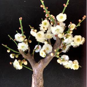 盆栽 梅 一級品 玉牡丹 1月開花 白梅 盆栽...の詳細画像3
