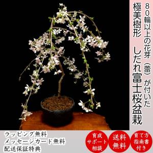 盆栽 桜  枝垂れ しだれ 桜 室内 初心者 趣味 癒し 植物