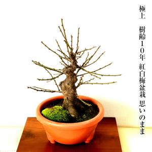 盆栽 梅 咲き分け 思いのまま 樹齢10年 太...の詳細画像1