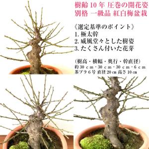 盆栽 梅 咲き分け 思いのまま 樹齢10年 太...の詳細画像2